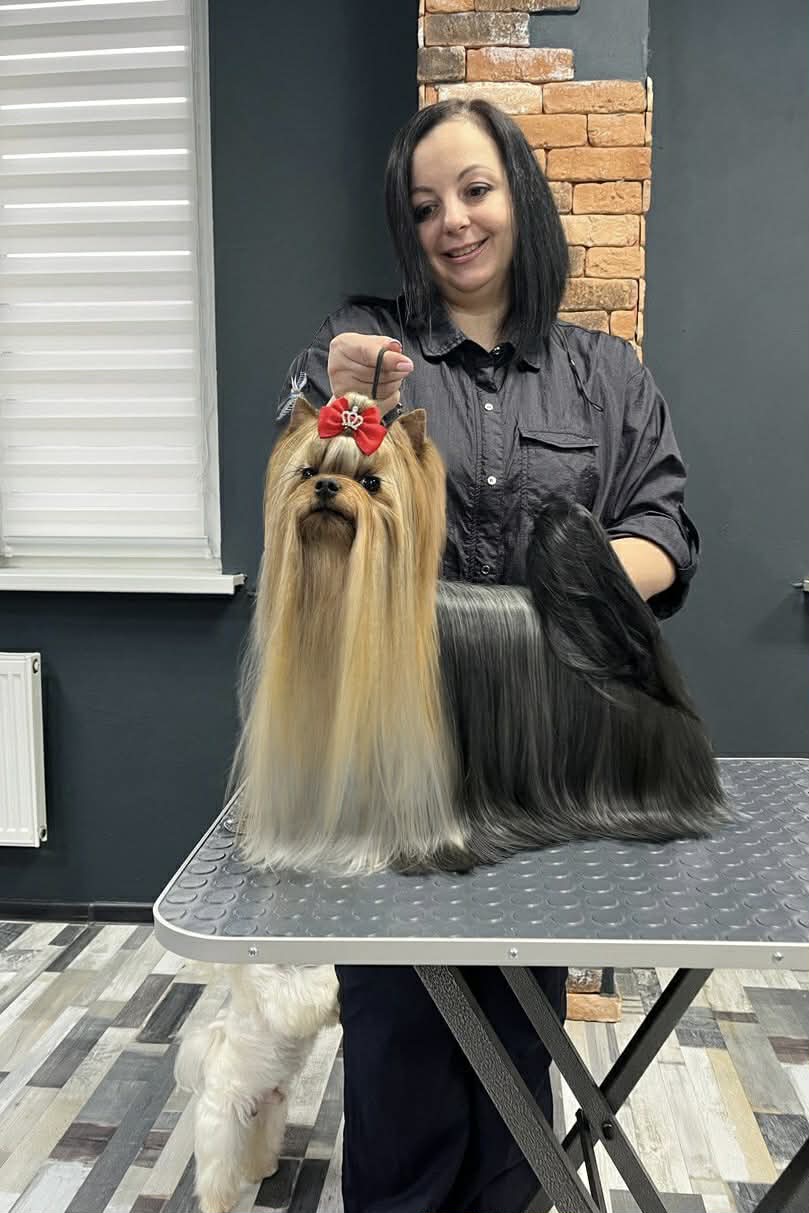  CREDO EXPERTO TEDDY BEAR — Labaza DogPedigree YorkshireTerrier