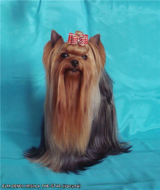  ELM DENDI URSULA THE STAR — Labaza DogPedigree YorkshireTerrier