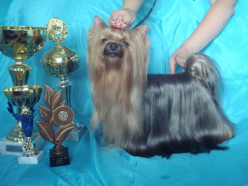 GLAMOUR COUTURE DIDO DE LUXE — Labaza DogPedigree YorkshireTerrier