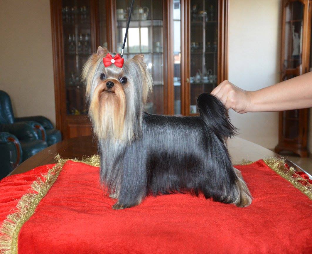 CREDO EXPERTO INCREDIBLE BABE