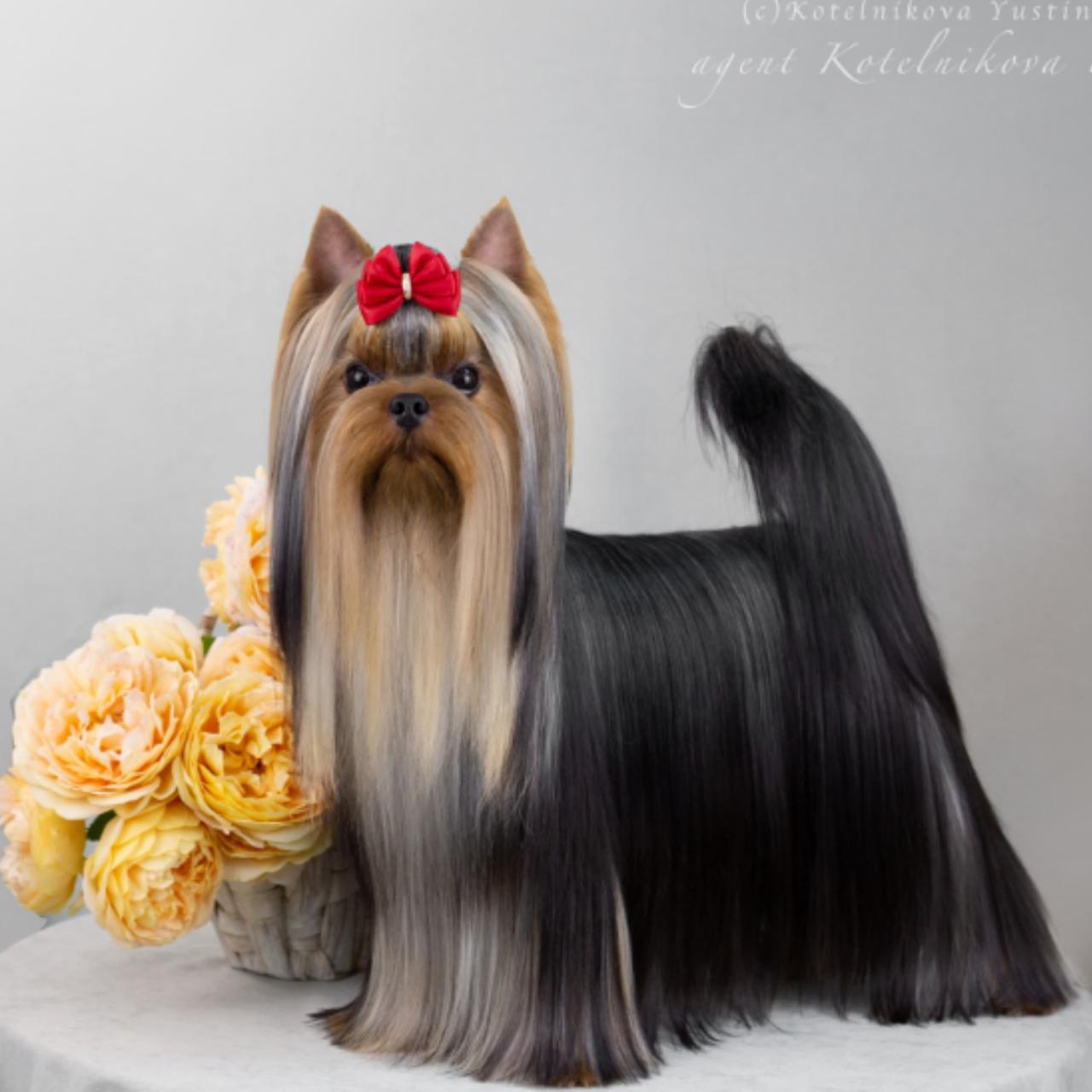  РОЯЛ ФАЙЕРВОКС СИЛУЭТ — Labaza DogPedigree YorkshireTerrier