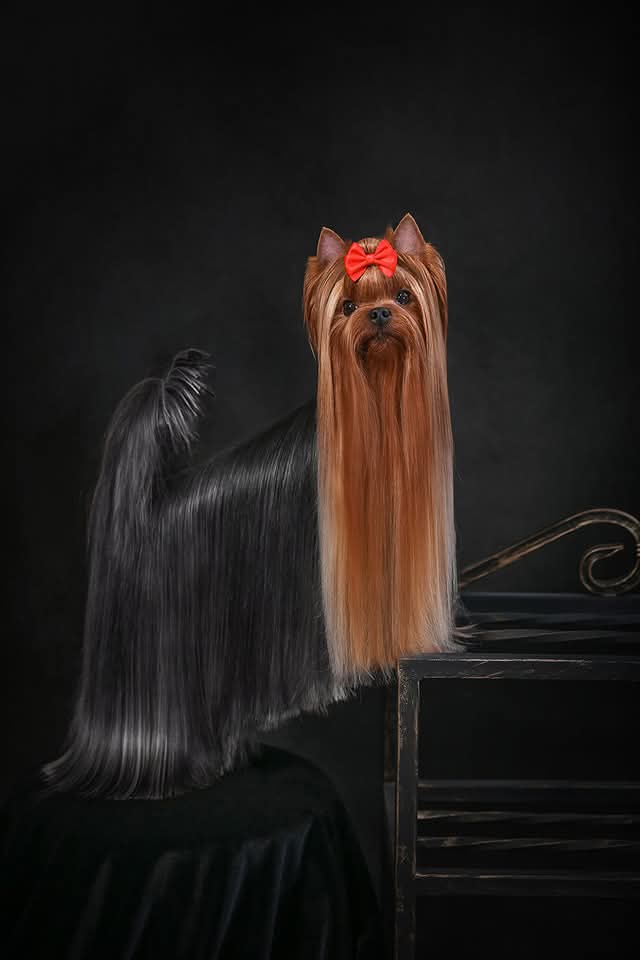  ФАВОРИТ ВИННЕРС БАРСЕЛОНА — Labaza DogPedigree YorkshireTerrier