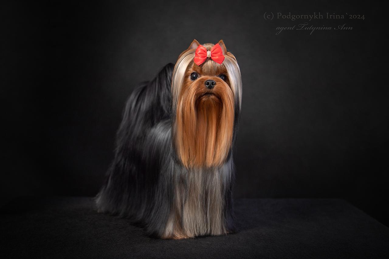  ФАВОРИТ ВИННЕРС ЗАБАВА — Labaza DogPedigree YorkshireTerrier