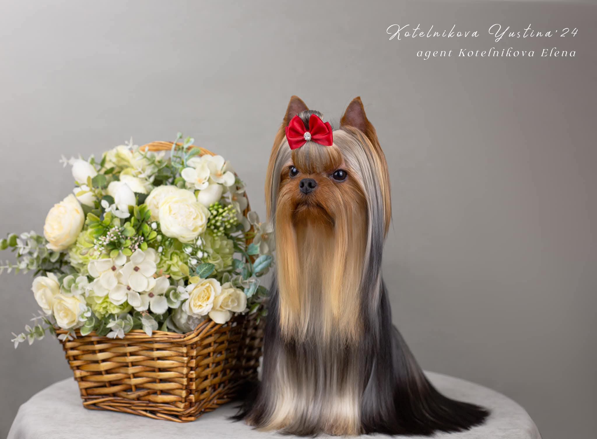 Royal Fireworks Royal Fireworks Wow-Wow — Labaza DogPedigree YorkshireTerrier