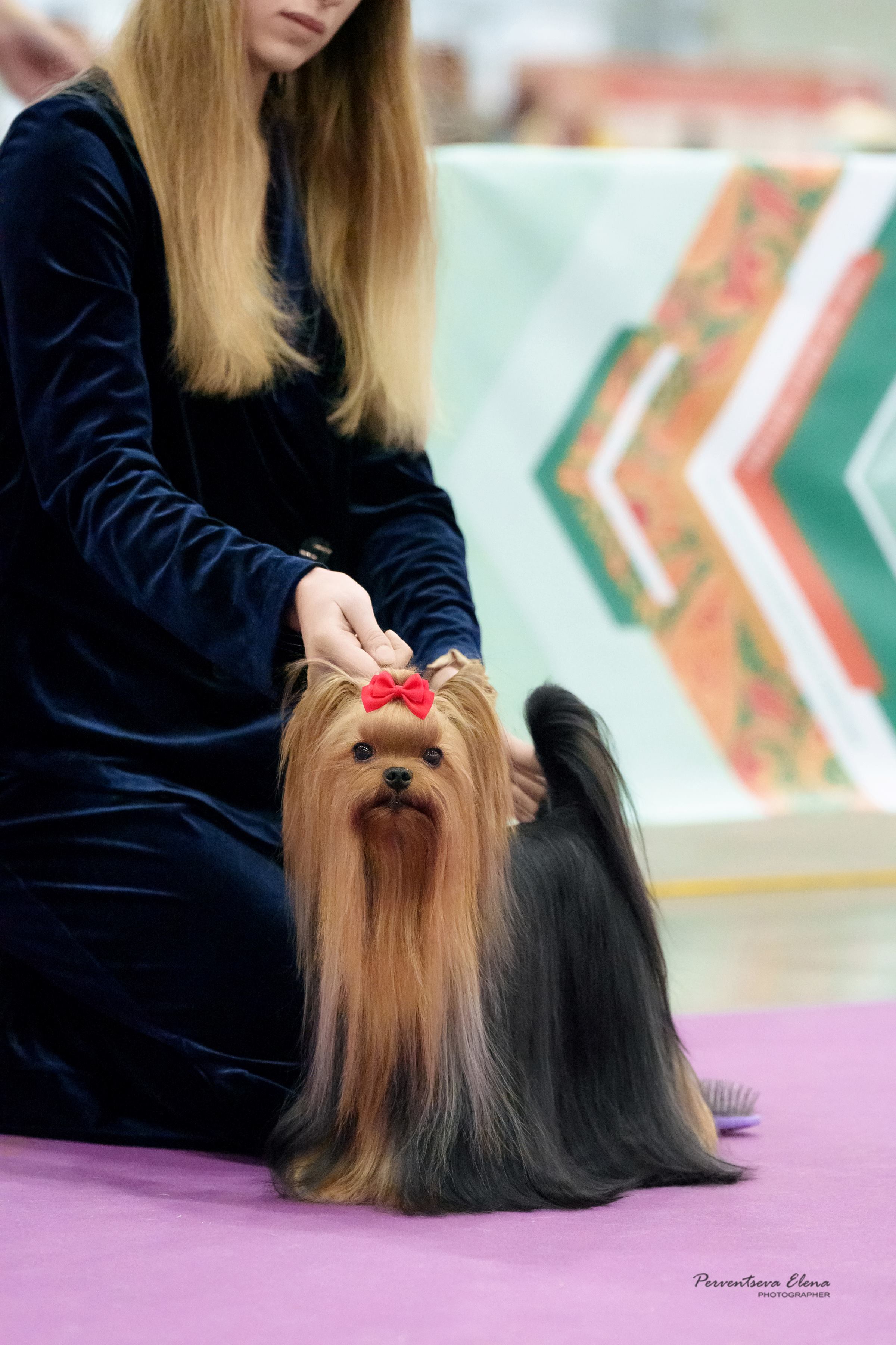  ELM DENDI TIGER POWER — Labaza DogPedigree YorkshireTerrier