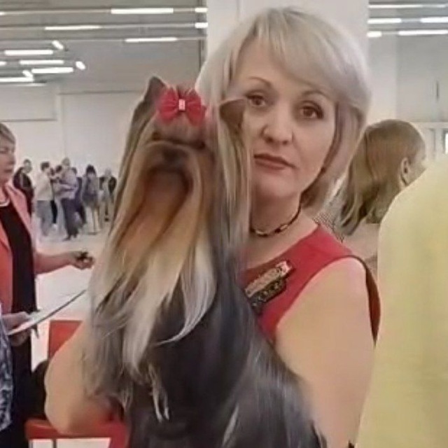 Боггемия Прайм — Labaza DogPedigree YorkshireTerrier