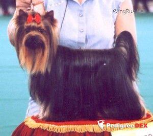 MOSKOVSKIY TALISMAN DECORATION — Labaza DogPedigree YorkshireTerrier