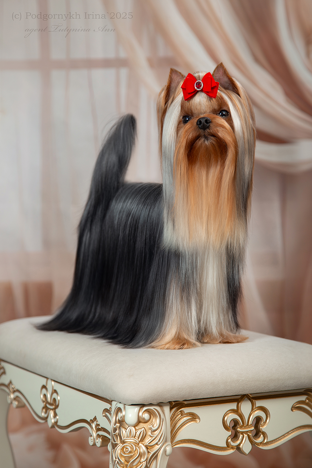 IRESK' S KEEPSAKE — Labaza DogPedigree YorkshireTerrier