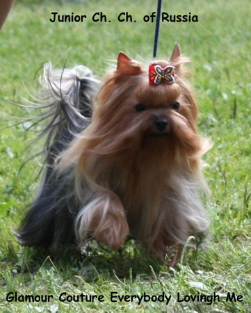 GLAMOUR COUTURE EVERYBODY LOVING ME — Labaza DogPedigree YorkshireTerrier