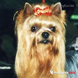  MY SUPERMAN DU GUE DE L'ADOUR — Labaza DogPedigree YorkshireTerrier