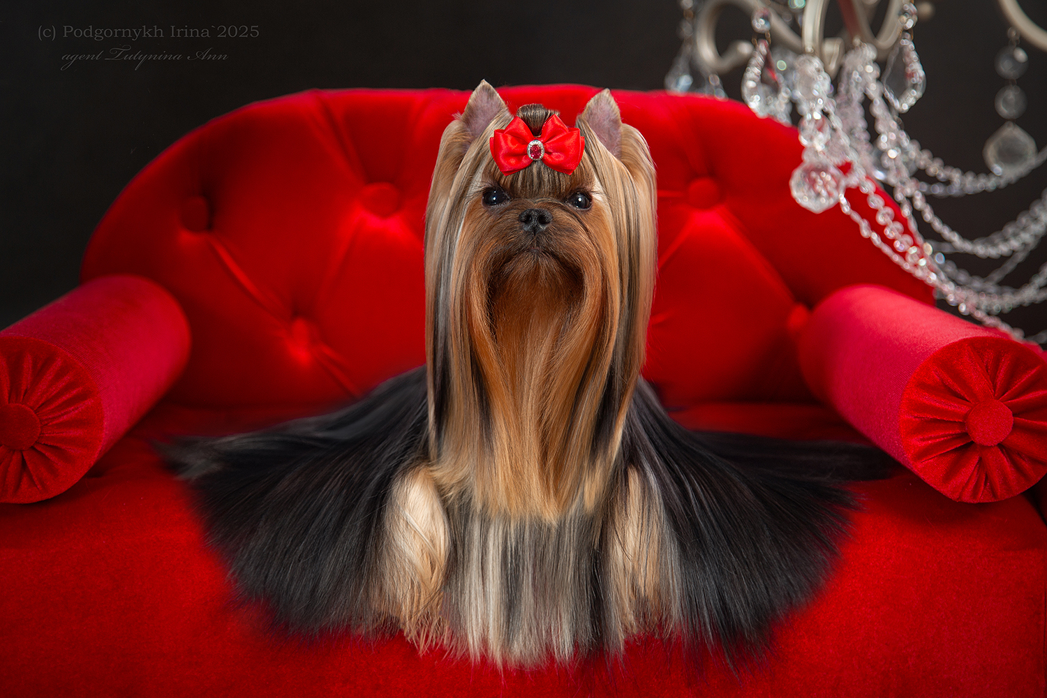 IRESK' S IRESK' S ESMINA PRINESI MNE UDACHU — Labaza DogPedigree YorkshireTerrier
