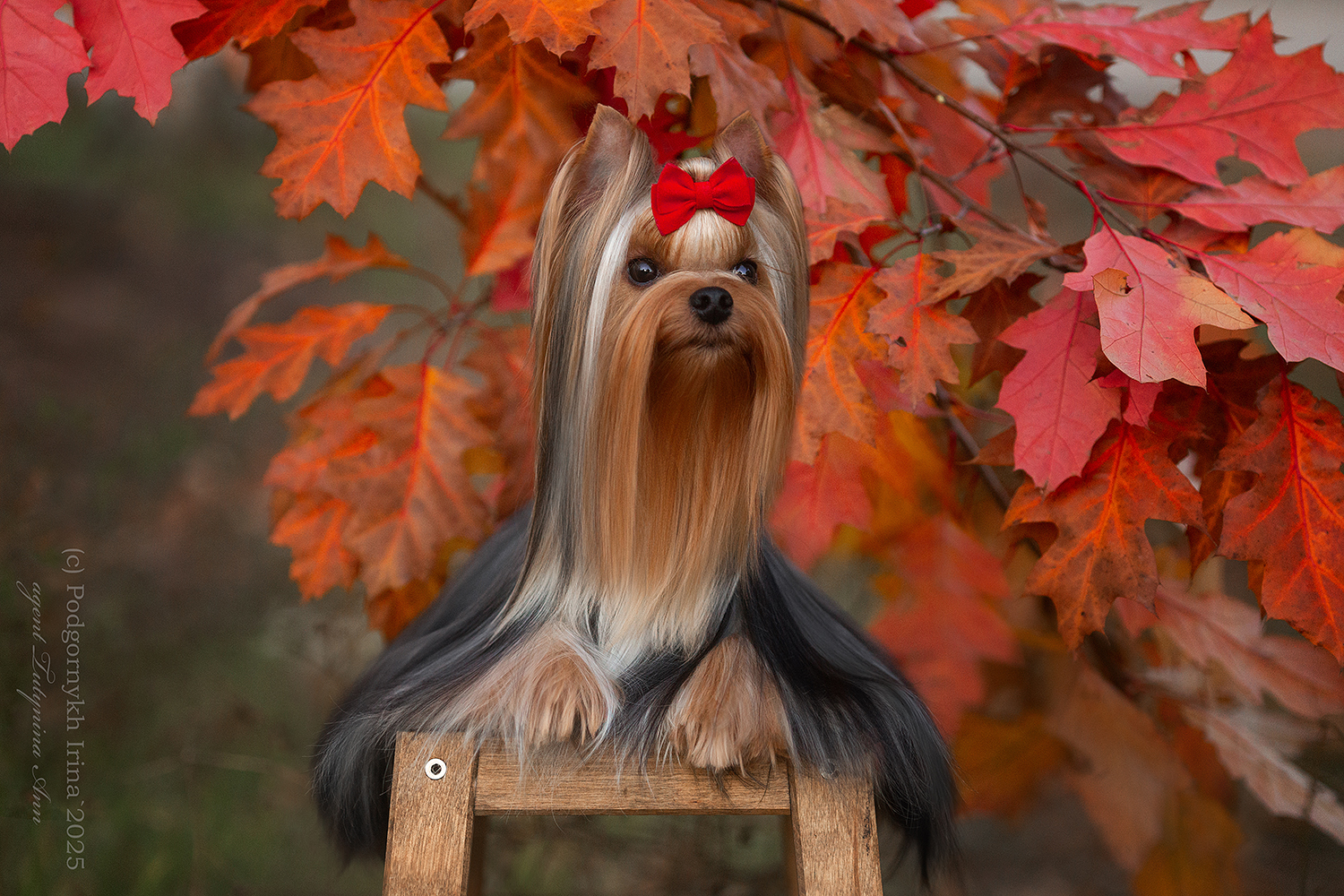 IRESK' S KESSI FLER DE LA PASSAN — Labaza DogPedigree YorkshireTerrier