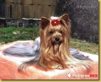 SWEET MELODY OF LOVE