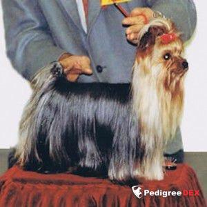 DANE YORK MR. MAJODIAN