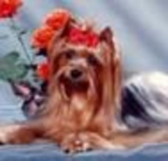  YORKMAN JULIETTA — Labaza DogPedigree YorkshireTerrier
