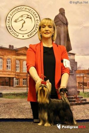  LIFE IMAGE HOUSTON ROSIE LESLE — Labaza DogPedigree YorkshireTerrier