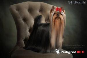  EDEL'VEYS OF THE FAMILY OF GOLD ELVES — Labaza DogPedigree YorkshireTerrier
