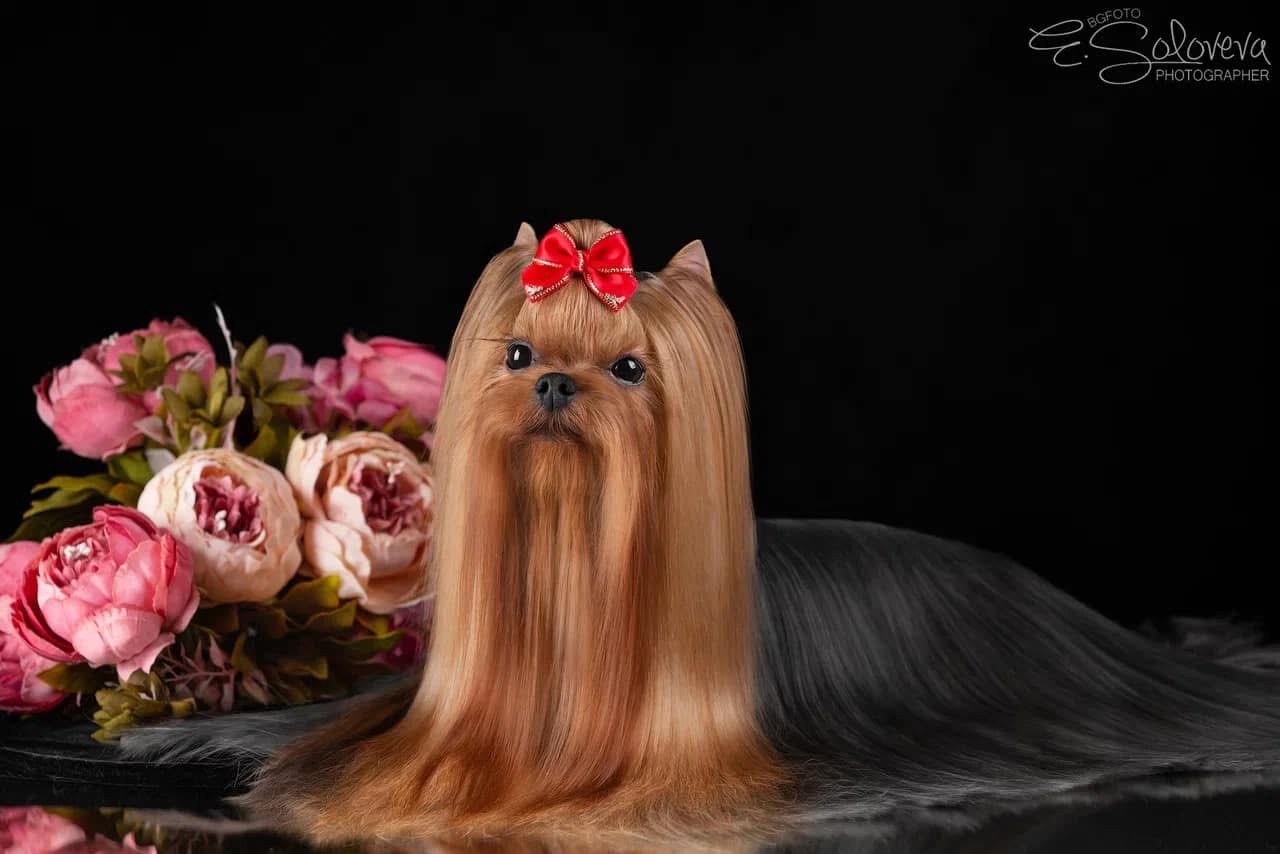  MY SIMURAN MAMBO ITALIANO — Labaza DogPedigree YorkshireTerrier