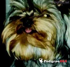  CAMPARIS BLUE JEANS — Labaza DogPedigree YorkshireTerrier