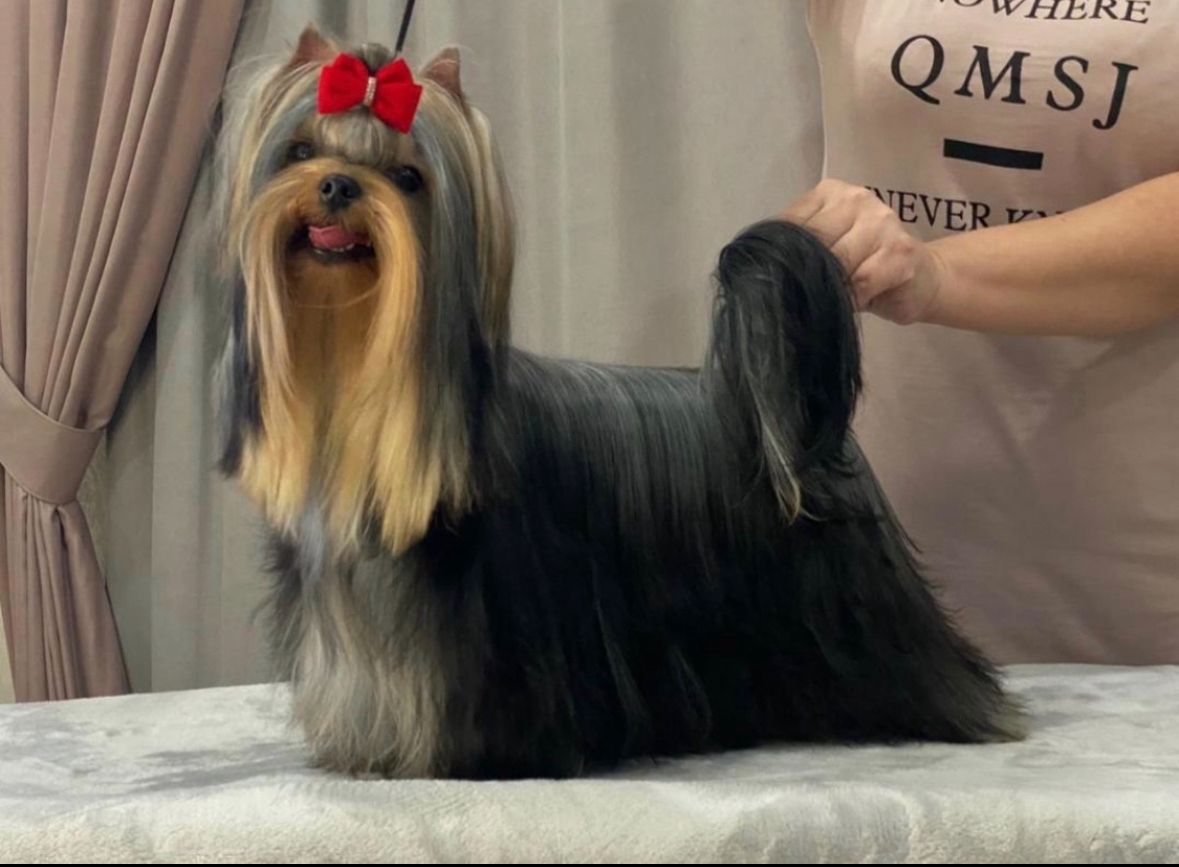 ZVYOZDNIY MIR LAF STORI