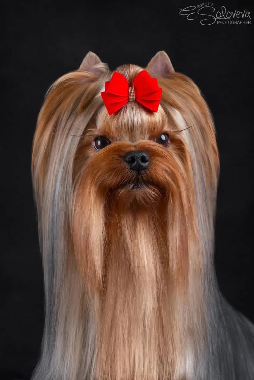  MY SIMURAN O-ZONE — Labaza DogPedigree YorkshireTerrier