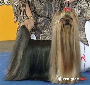  CAMPARIS LOVE OF SILVER SPEED — Labaza DogPedigree YorkshireTerrier