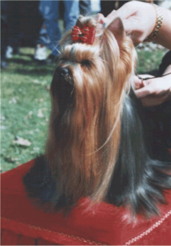 CAMPARIS GOLDEN CONFETTI — Labaza DogPedigree YorkshireTerrier