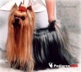 Of New Deal UNI-TOP OF NEW DEAL — Labaza DogPedigree YorkshireTerrier