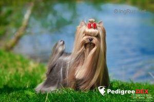 STJUMER’S WHITNEY HOUSTON