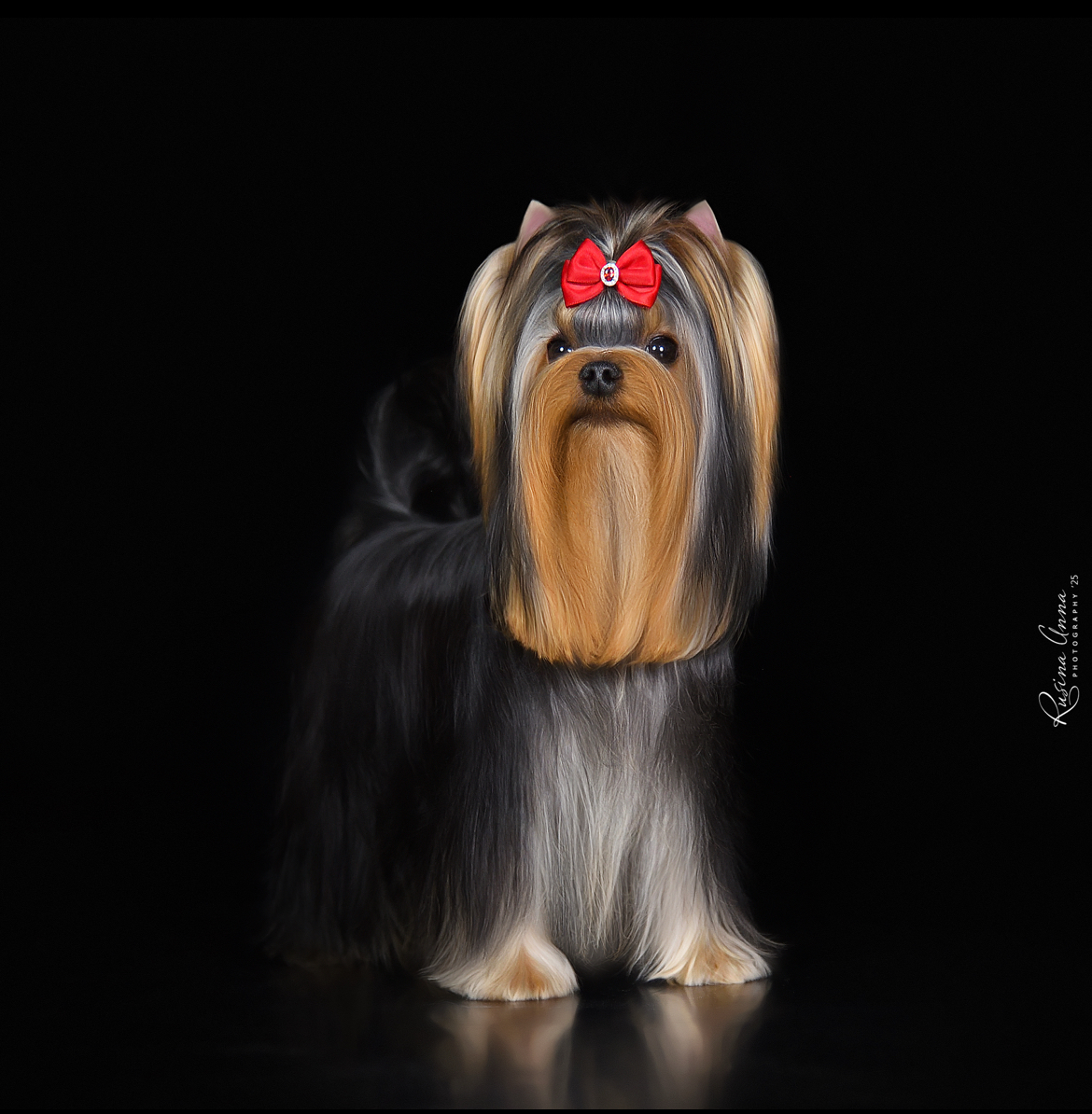 PIOJIA DORO PIOJIA DORO GANGSTA`S PARADISE — Labaza DogPedigree YorkshireTerrier