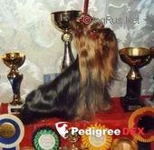 HELADA HILL'S CAMPARI