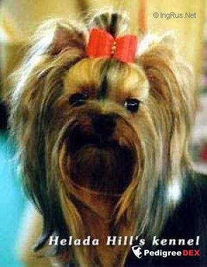  HELADA HILL'S STAR STONE — Labaza DogPedigree YorkshireTerrier
