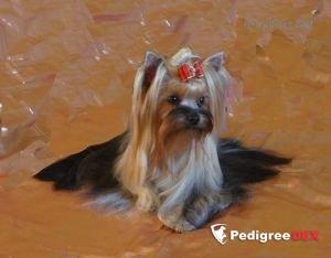 RIGAIR GRAZZIA BELLA