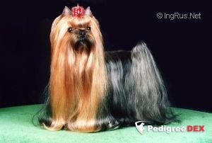 SMILAIN ISN'T I AM PRETTY