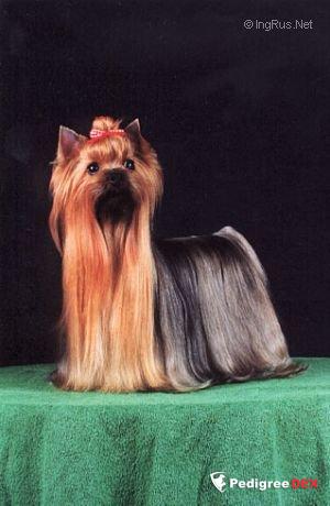 DE MAJODIAN ELECTRIC LADY — Labaza DogPedigree YorkshireTerrier