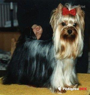  LEGEND MAKER DE MAJODIAN — Labaza DogPedigree YorkshireTerrier