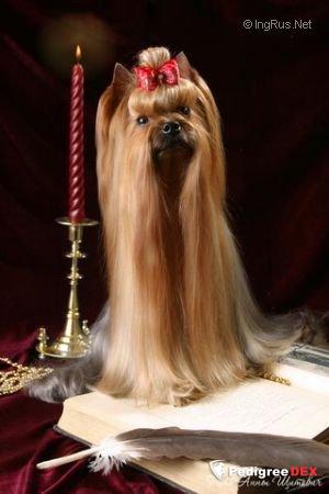  SMILAIN ENERGISER — Labaza DogPedigree YorkshireTerrier