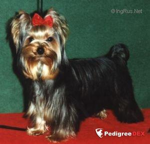 UP AND GO — Labaza DogPedigree YorkshireTerrier