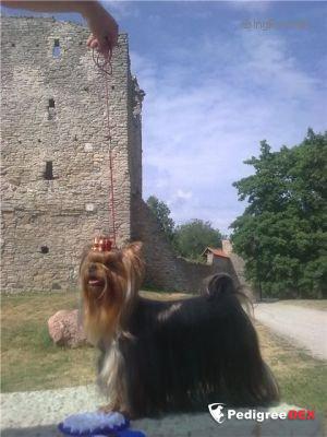 RIGAIR OPIUM MY HEARTS