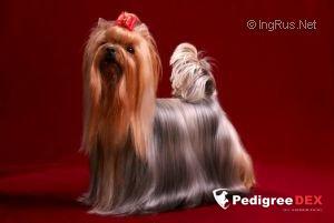 RIGAIR RIGAIR JEST JENNYFER — Labaza DogPedigree YorkshireTerrier