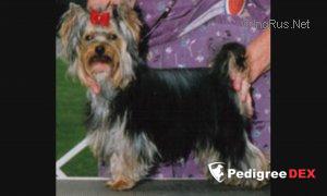 SHOALCREEK`S EASY RIDER — Labaza DogPedigree YorkshireTerrier