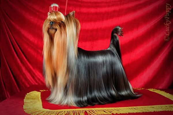 VOLE'T SHOU NO COMMENT