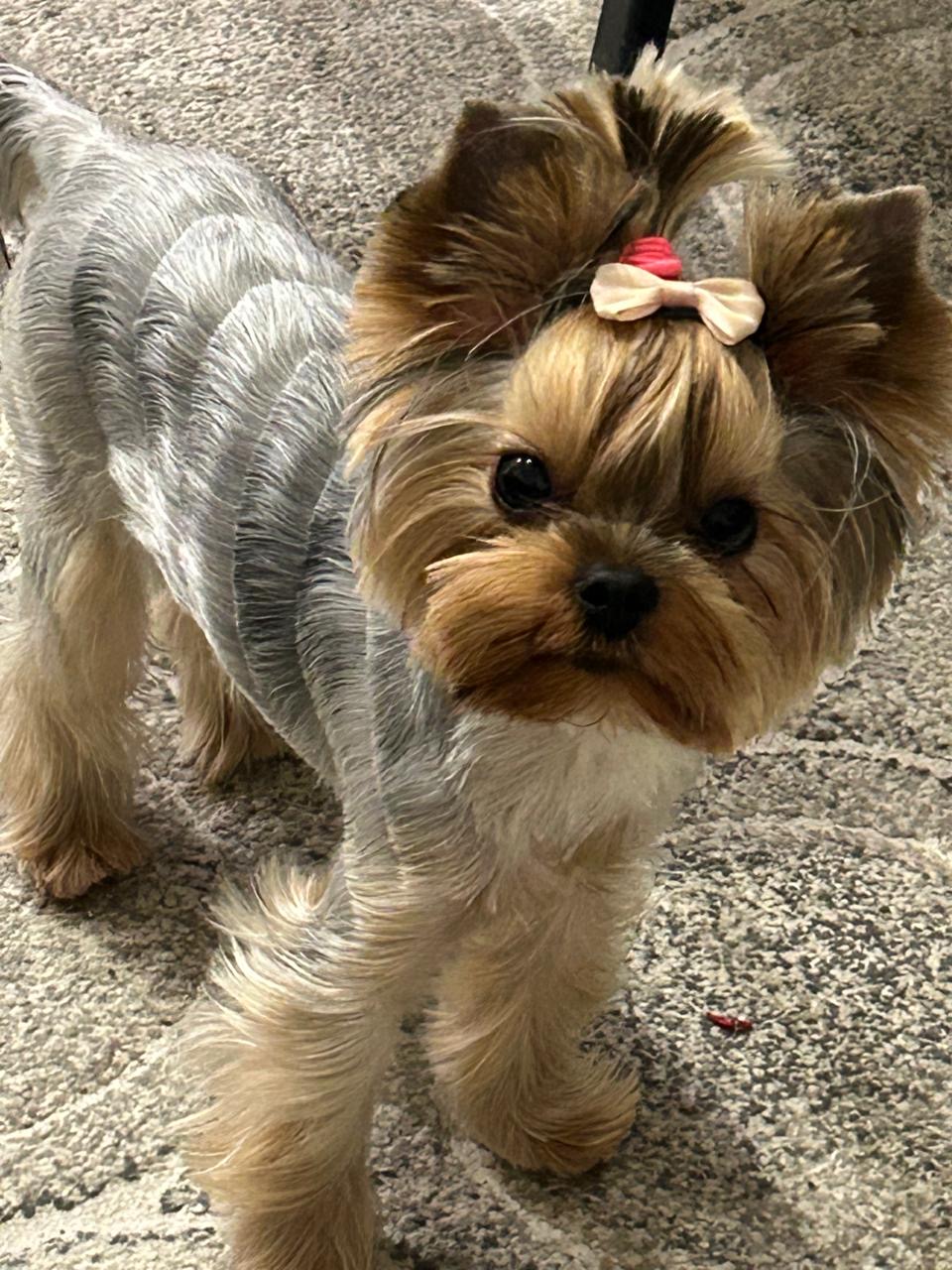 Wellary WELLARY VICTORIANA — Labaza DogPedigree YorkshireTerrier