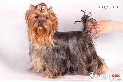CANCAN AMOUR CHOCOLATE — Labaza DogPedigree YorkshireTerrier