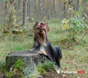 XCALIBUR STRIBRNE PRANI