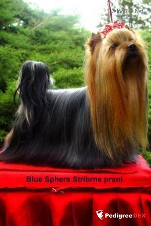 BLUE SPHERE STRIBRNE PRANI