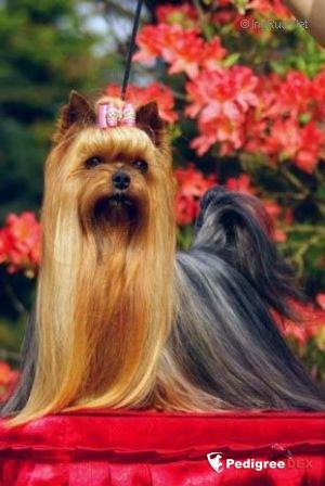 PRETTY WHITCH STRIBRNE PRANI — Labaza DogPedigree YorkshireTerrier