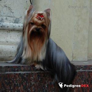 BE INLOVE SILVERY WISH