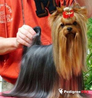 ACAPULCO DU DOMAINE DE MONDERLAU — Labaza DogPedigree YorkshireTerrier