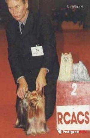  OVER-DRIVE DU DOMAINE DE MONDERLAY — Labaza DogPedigree YorkshireTerrier